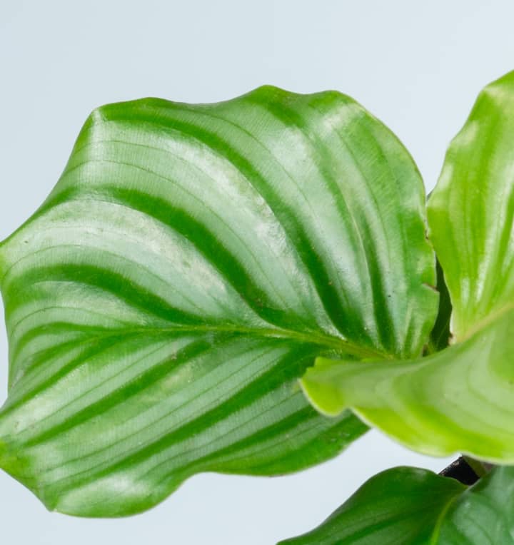 Calathea 'Orbifolia' S