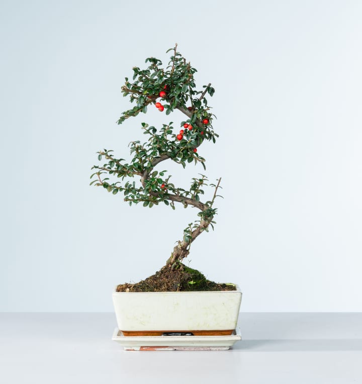 Cotoneaster Bonsai 'Traditional'