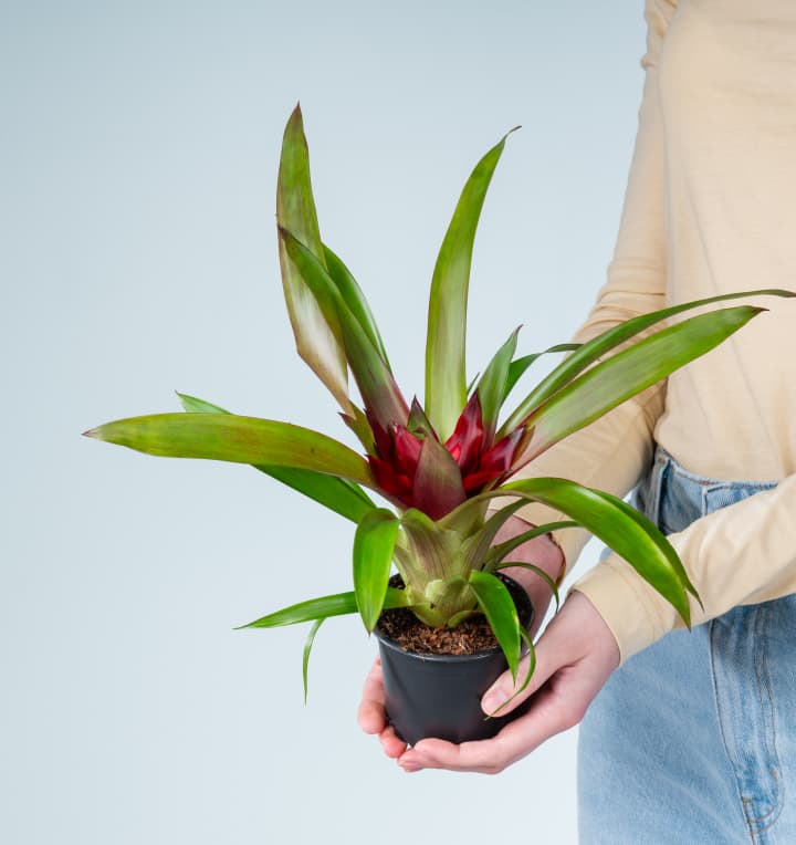 Guzmania 'Sky'