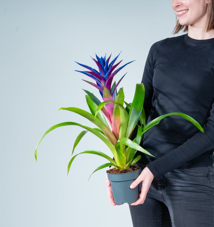 Guzmania 'Sparkling Blue'