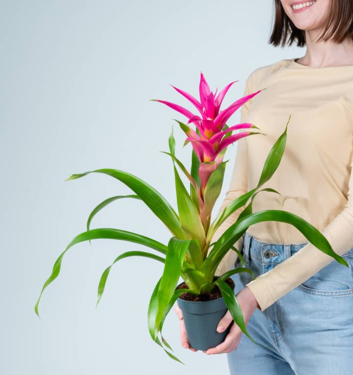 Guzmania 'Suerte Cerise'