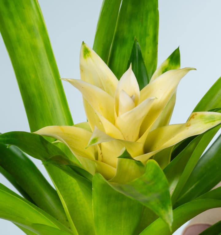 Guzmania 'Evelien'