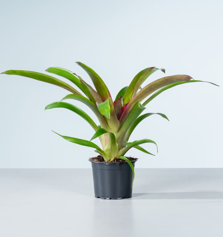 Guzmania 'Sky'