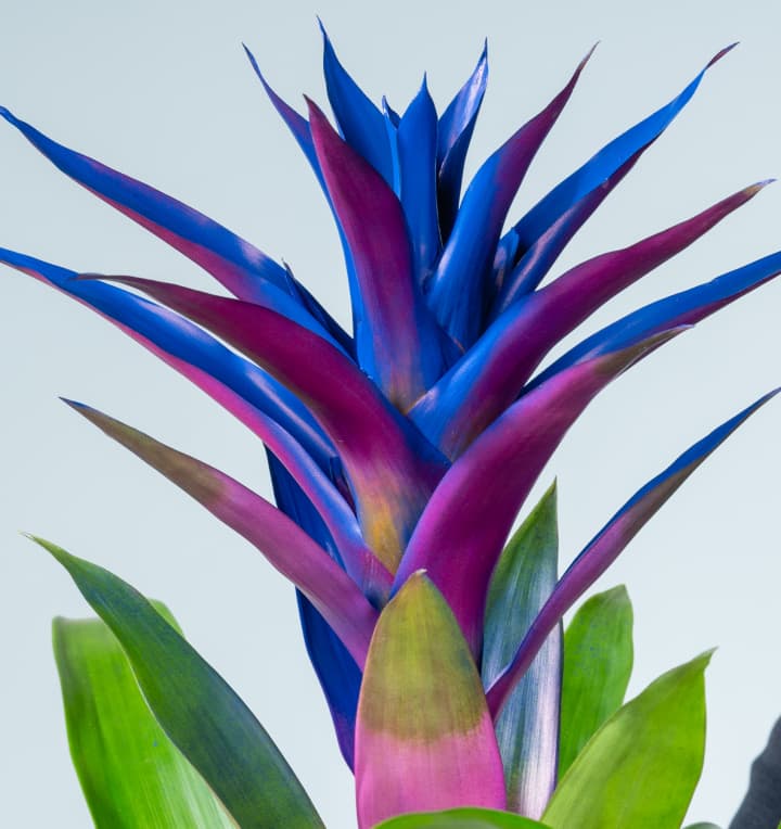 Guzmania 'Sparkling Blue'