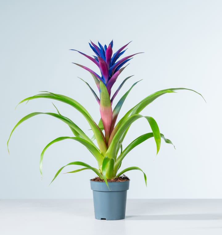 Guzmania 'Sparkling Blue'