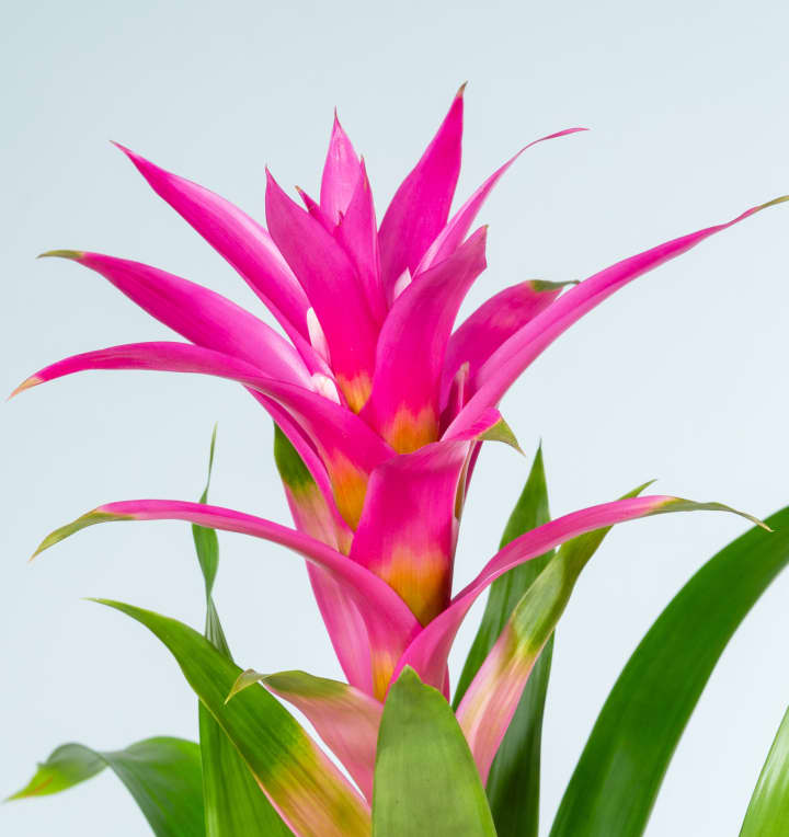 Guzmania 'Suerte Cerise'