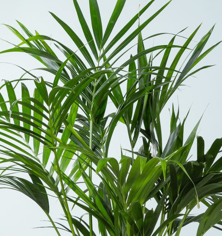 Kentia-Palme 'Forsteriana' XL