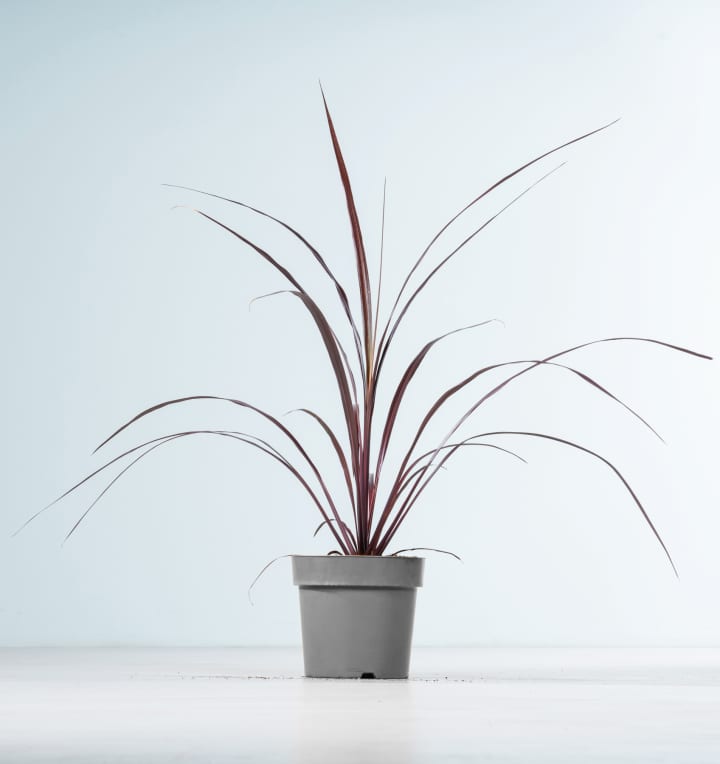 Keulenlilie 'Festival®Burgundy'