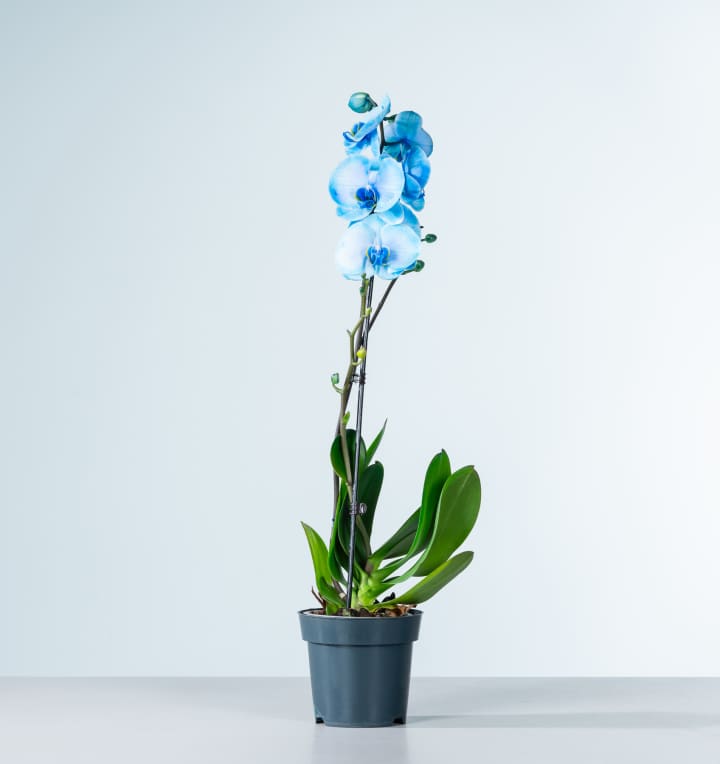 Phalaenopsis 'I Am Blue'