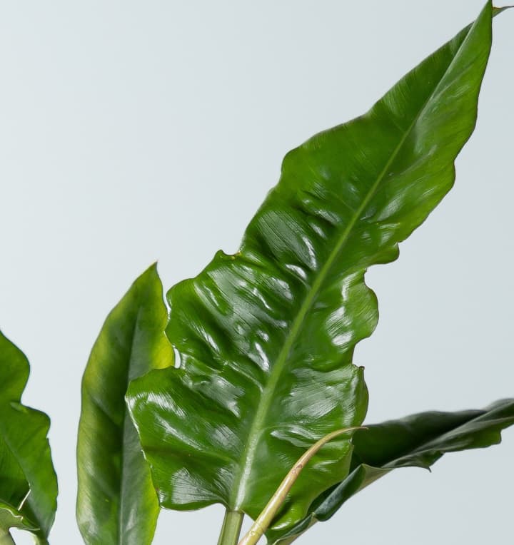 Philodendron 'Narrow' L