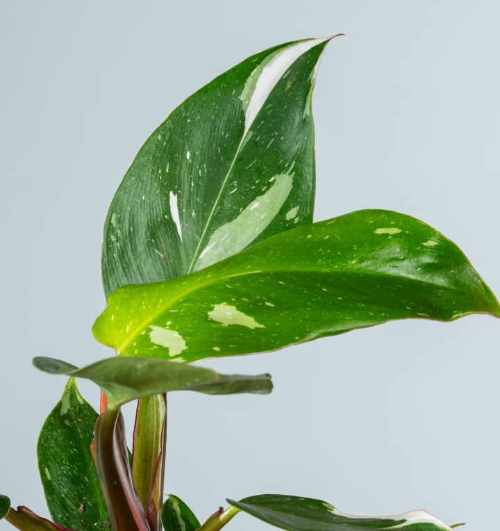 Philodendron 'White Princess'