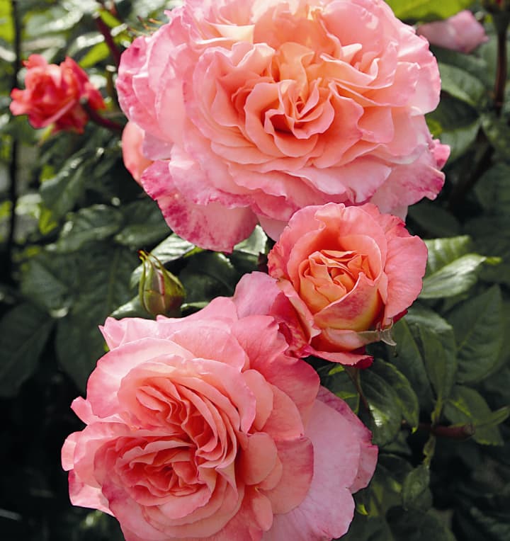 Edelrose 'Augusta Luise®' - wurzelnackt