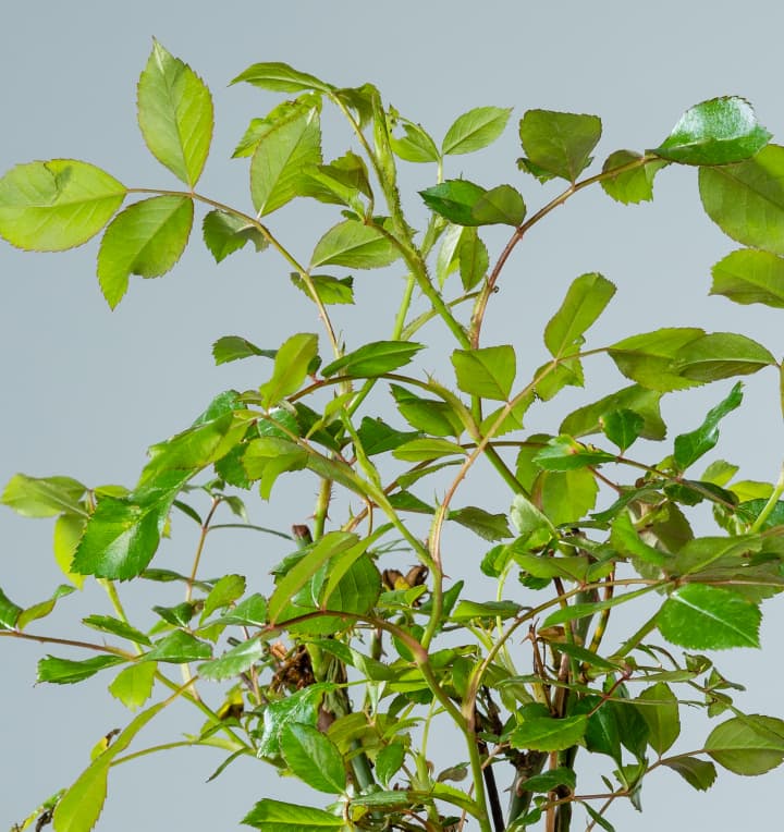 Bodendeckerrose 'Kastelruther Spatzen®'