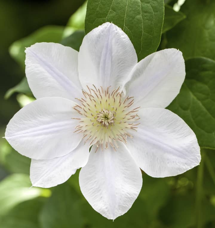 Clematis 'Guernsey Cream'