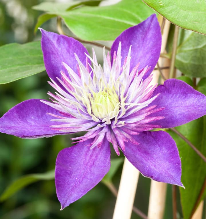 Clematis 'Multi Blue'