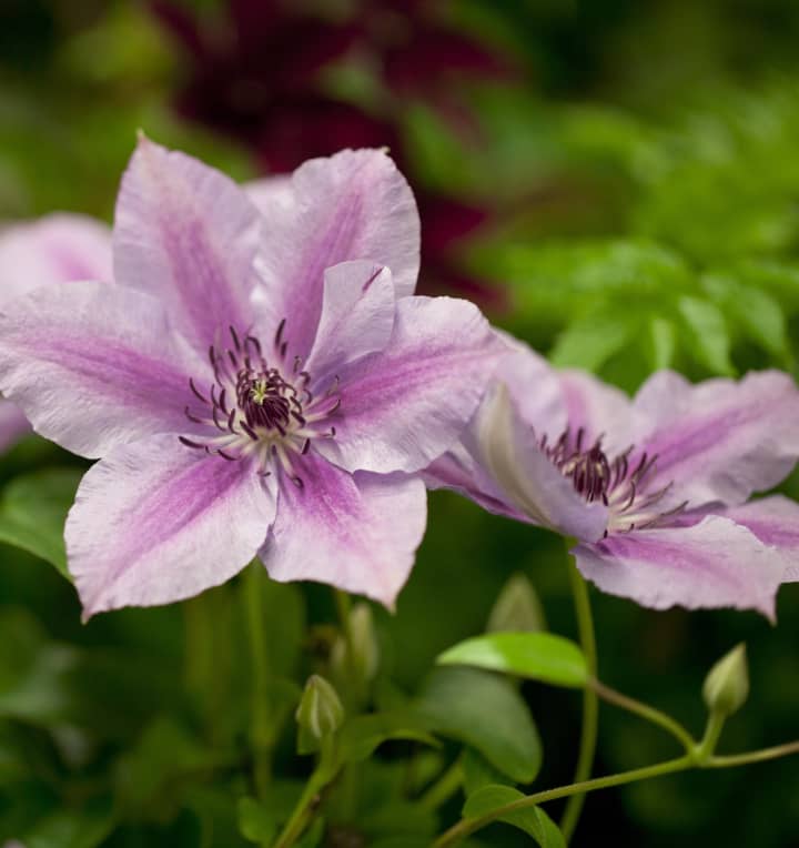 Clematis 'Nelly Moser'