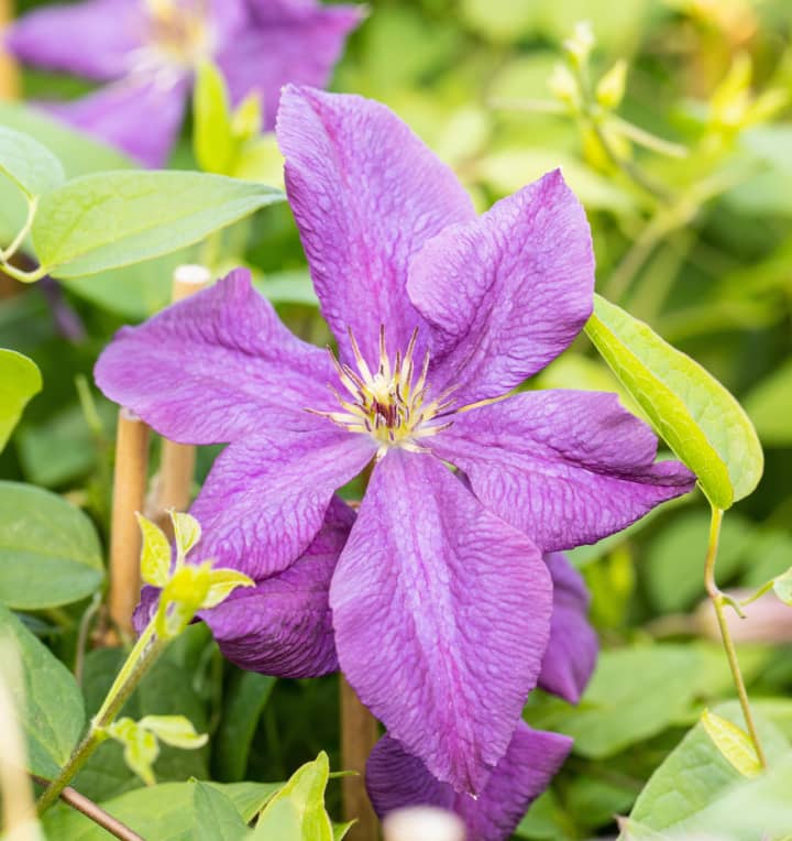 Clematis 'Polish Spirit'