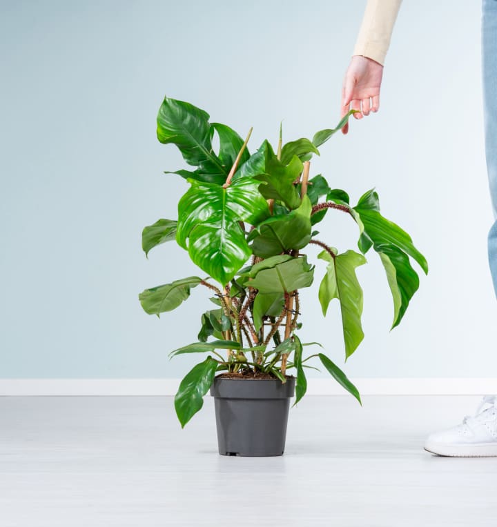 Philodendron 'Red Wonder'