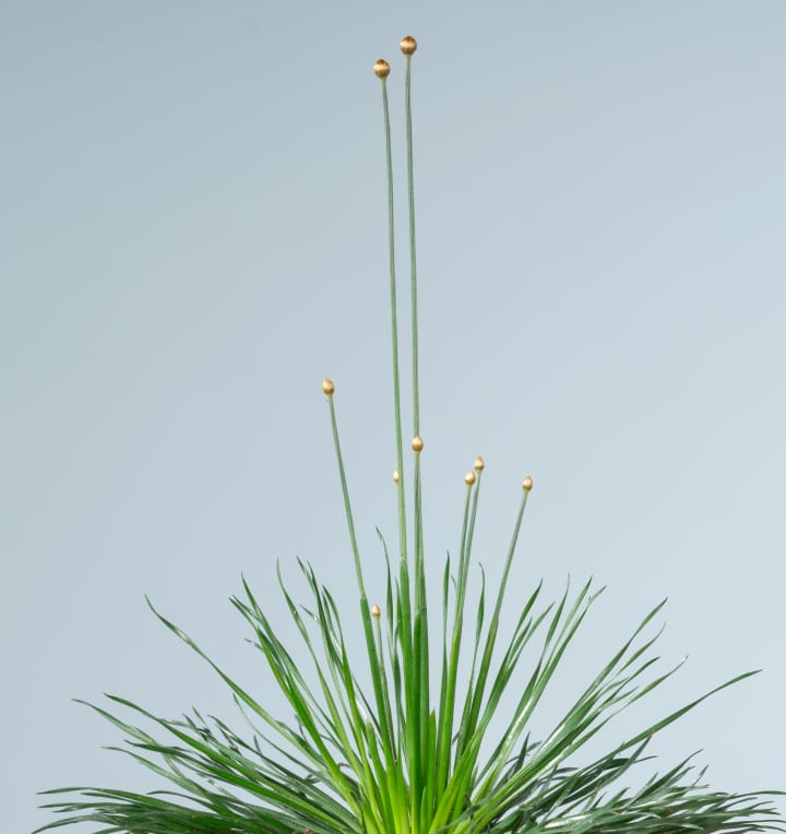 Mikadopflanze