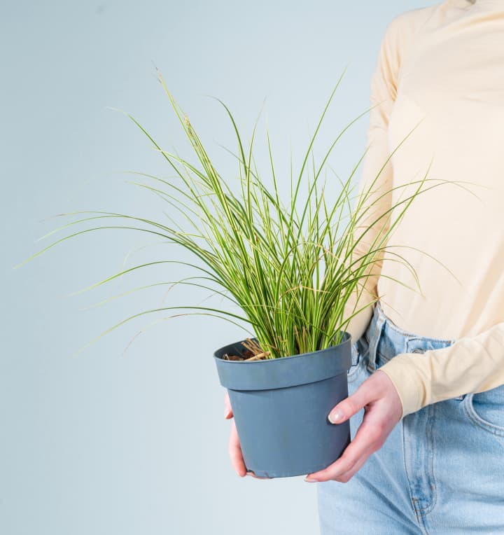 Carex brunnea 'Variegata' M