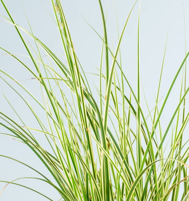 Carex brunnea 'Variegata' M