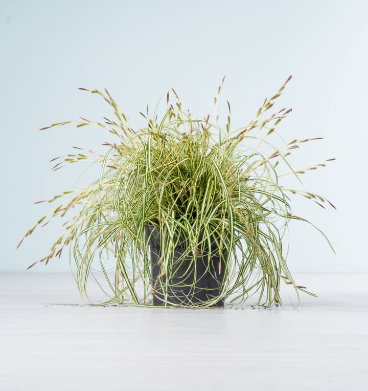 Carex oshimensis 'Evergold' L