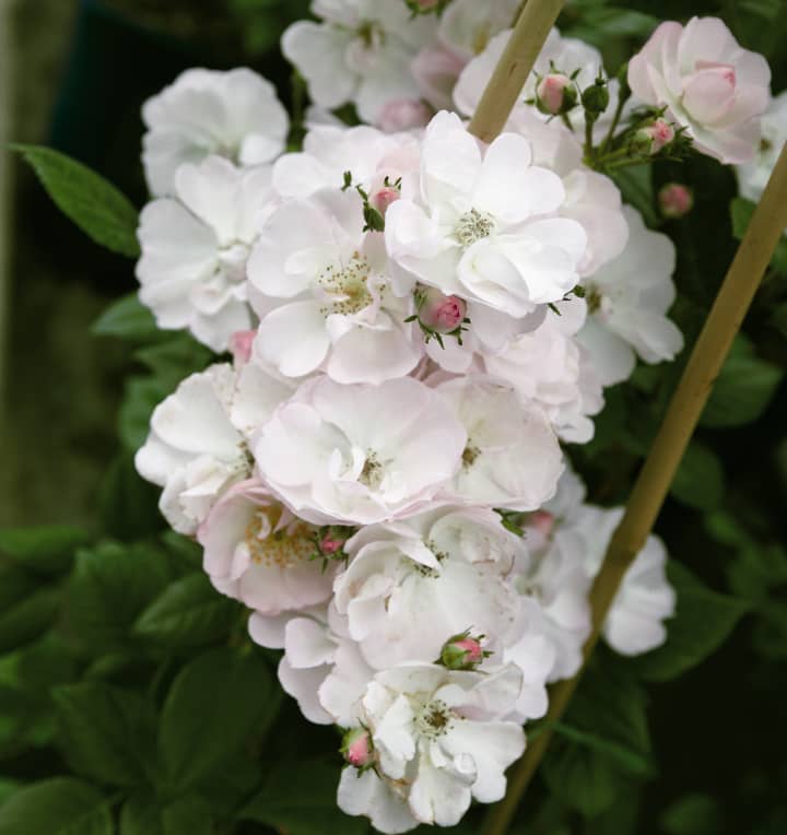 Kletterrose 'Perennial Blush'