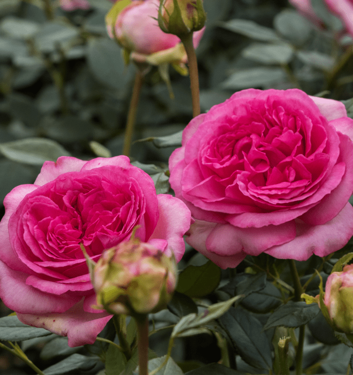 Edelrose 'Walzertraum®'