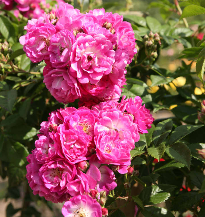 Kletterrose 'Perennial Blue'