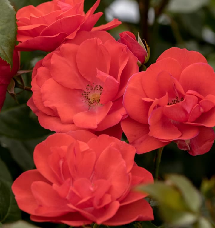 Strauchrose 'Feuerwerk'