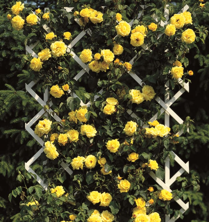 Kletterrose 'Goldstern®'