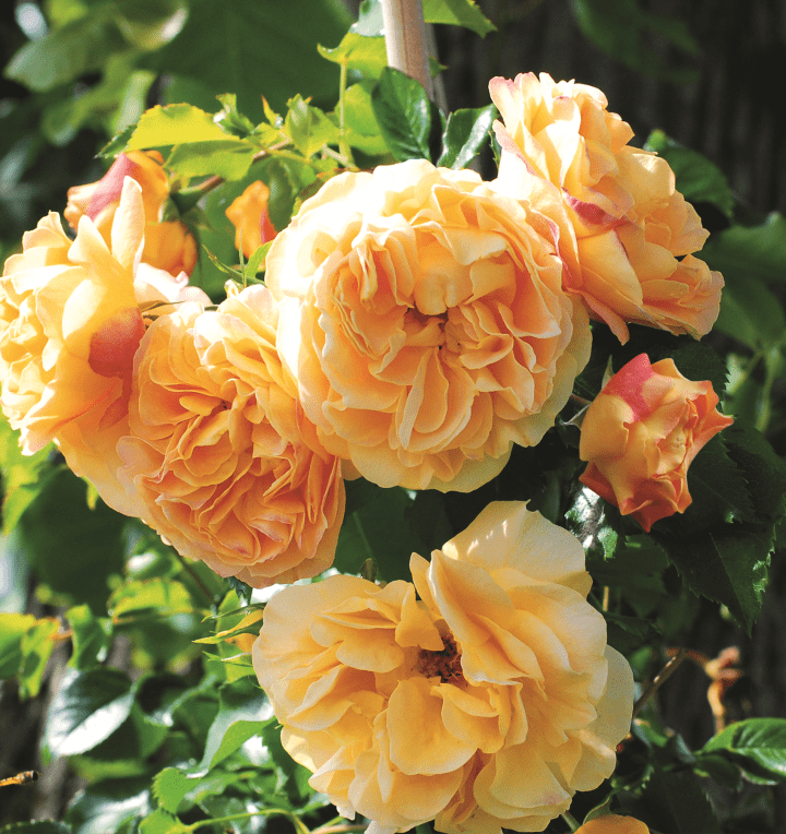 Zwerg-Kletterrose 'Starlet® Rose Lizzy'