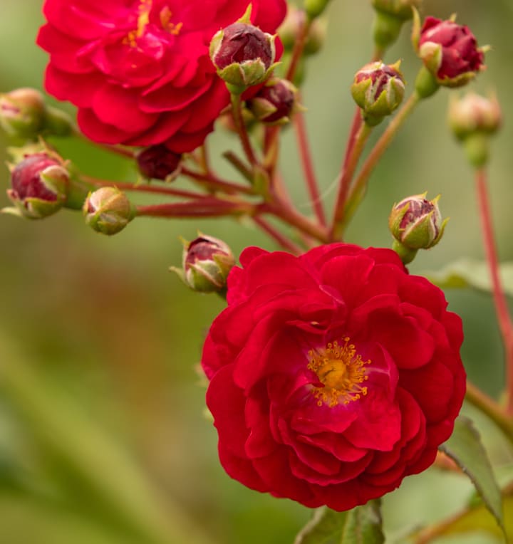 Zwerg-Kletterrose 'Startlet® Rose Lola'