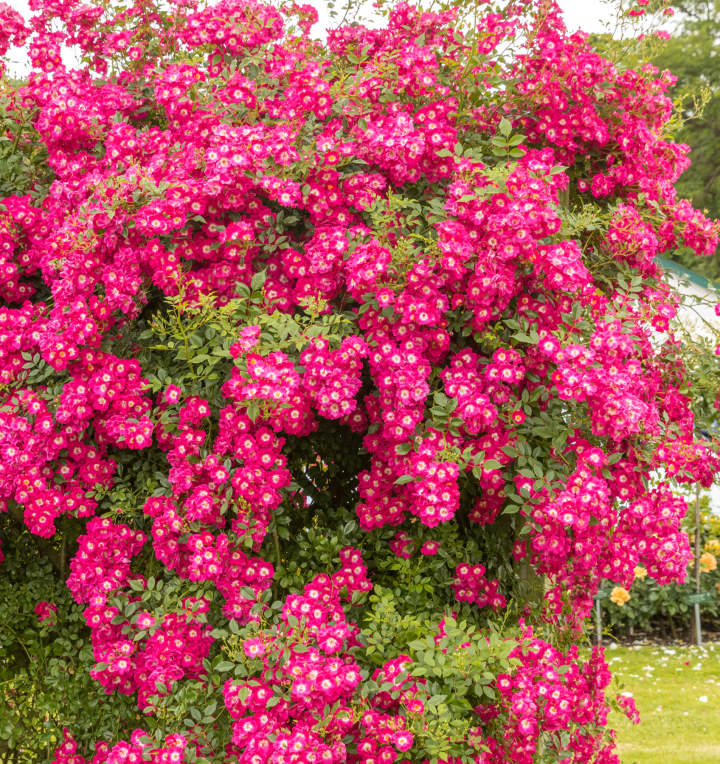 Kletterrose 'Libertas®' - wurzelnackt