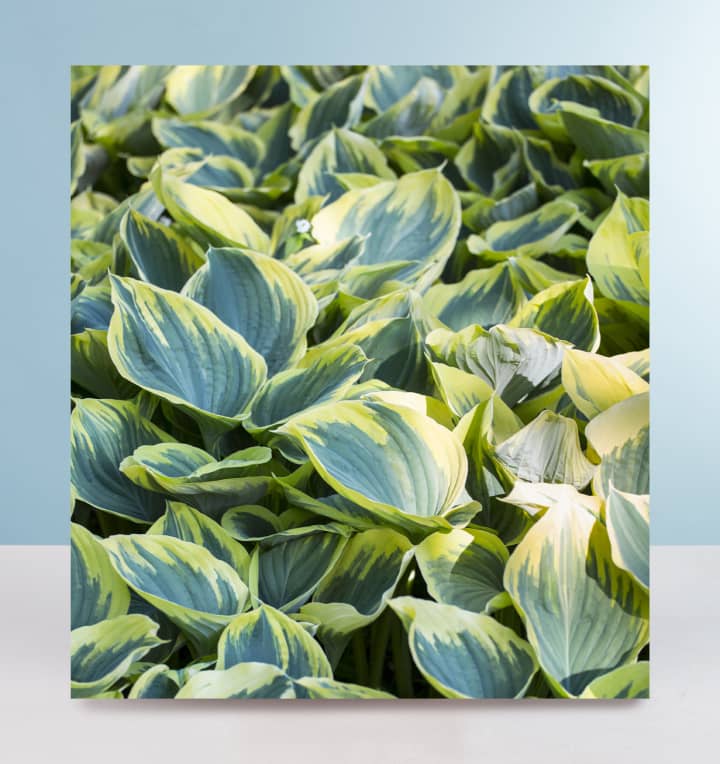 Hosta 'Aureomarginata' - 3 Stück