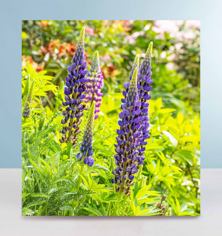 Lupine 'Gallery' Blau - 3 Stück