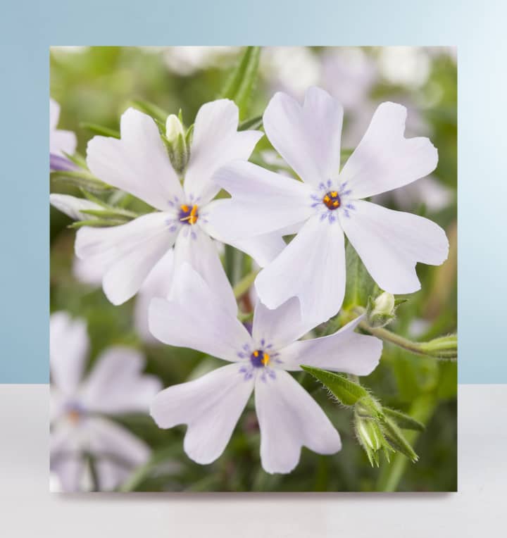 Polsterphlox 'White Delight' - 3 Stück