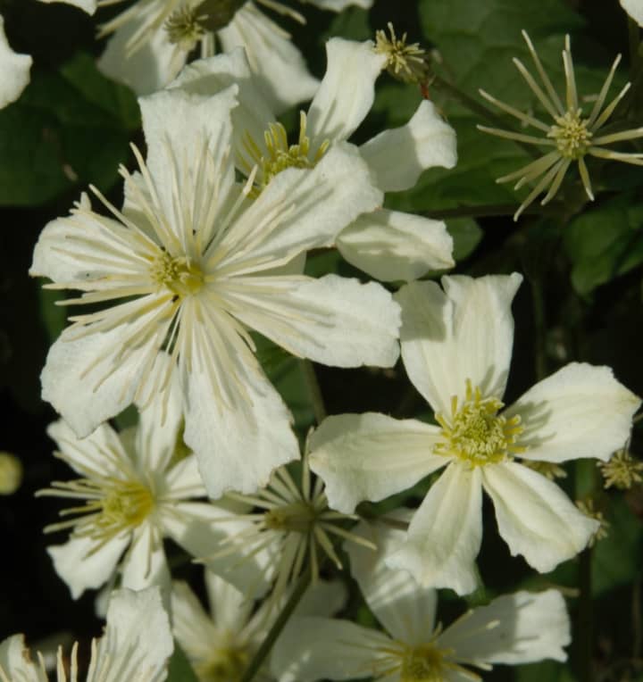 Immergrüne Clematis