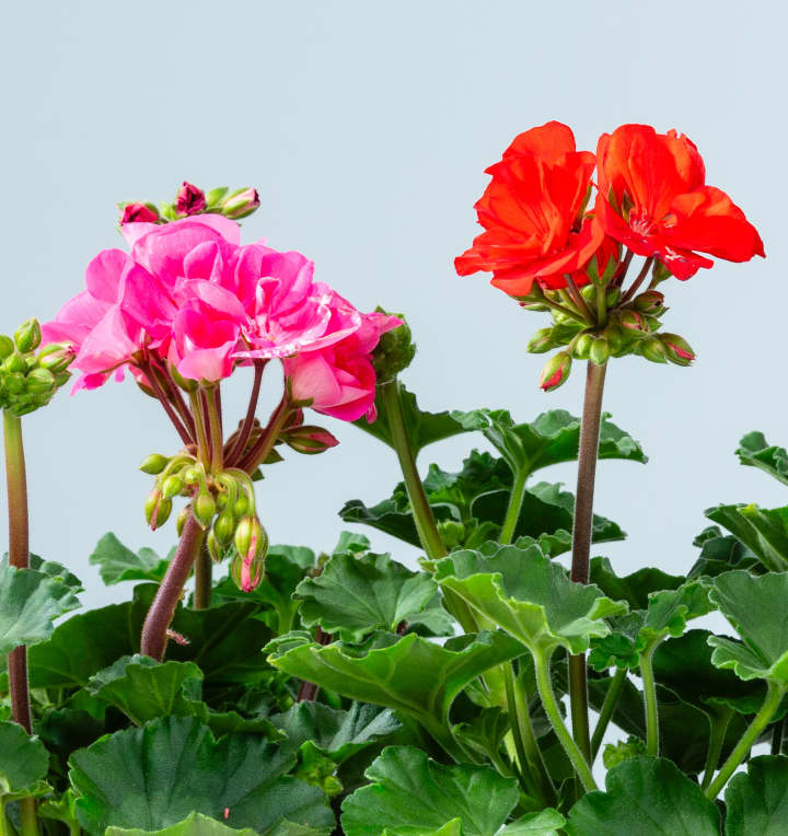 Bunte Geranien Rot/Rosa/Pink - 6 Stück