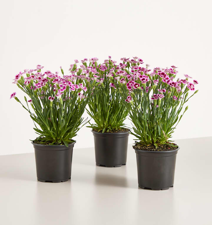 Winterharte Nelke 'Pink Kisses' 3 Stück