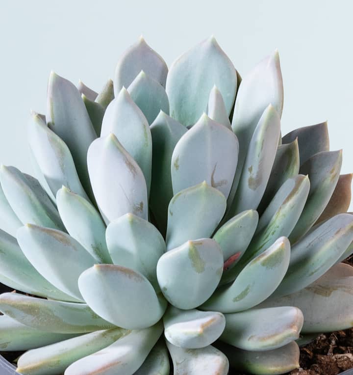 Pachyveria 'Draco' M