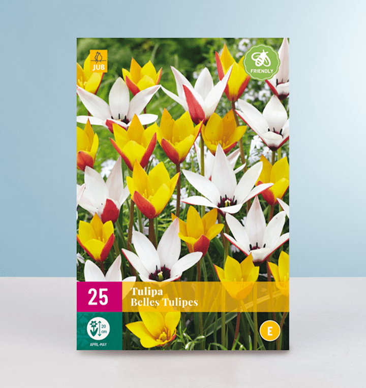 Botanische Tulpen 'Belles Tulips' Mix - 25 Zwiebeln