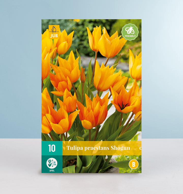 Wildtulpe 'Praestans Shogun' - 10 Zwiebeln