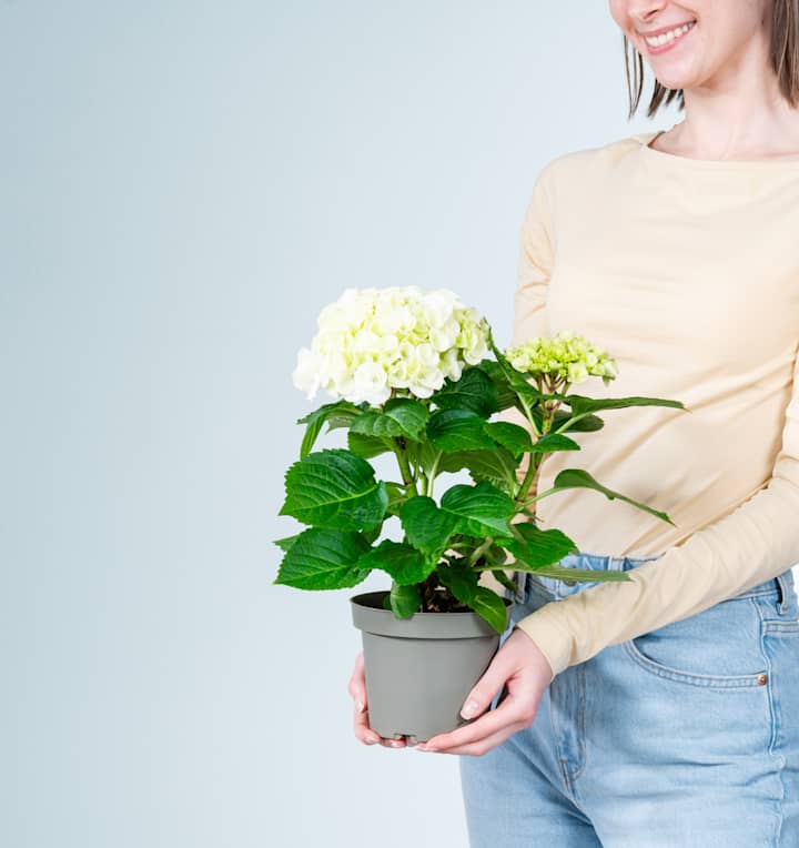 Ballhortensie 'Macrophylla' Weiß