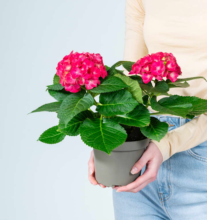 Ballhortensie 'Macrophylla' Rot