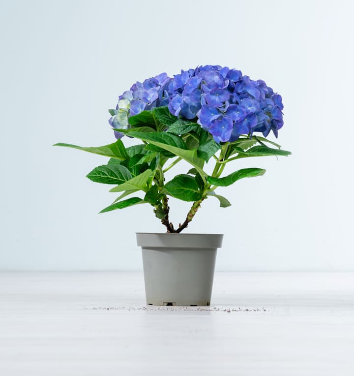 Ballhortensie 'Macrophylla' Blau