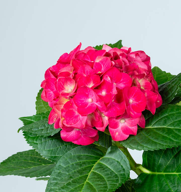 Ballhortensie 'Macrophylla' Rot