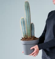 Blauer Säulenkaktus 'Pilosocereus' L