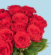 Rote Premium-Rosen - 25 Stiele