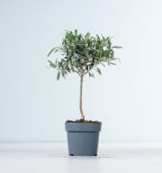 Olivenbaum-Stämmchen S